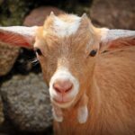 Goat Farming Whatsapp Group Links