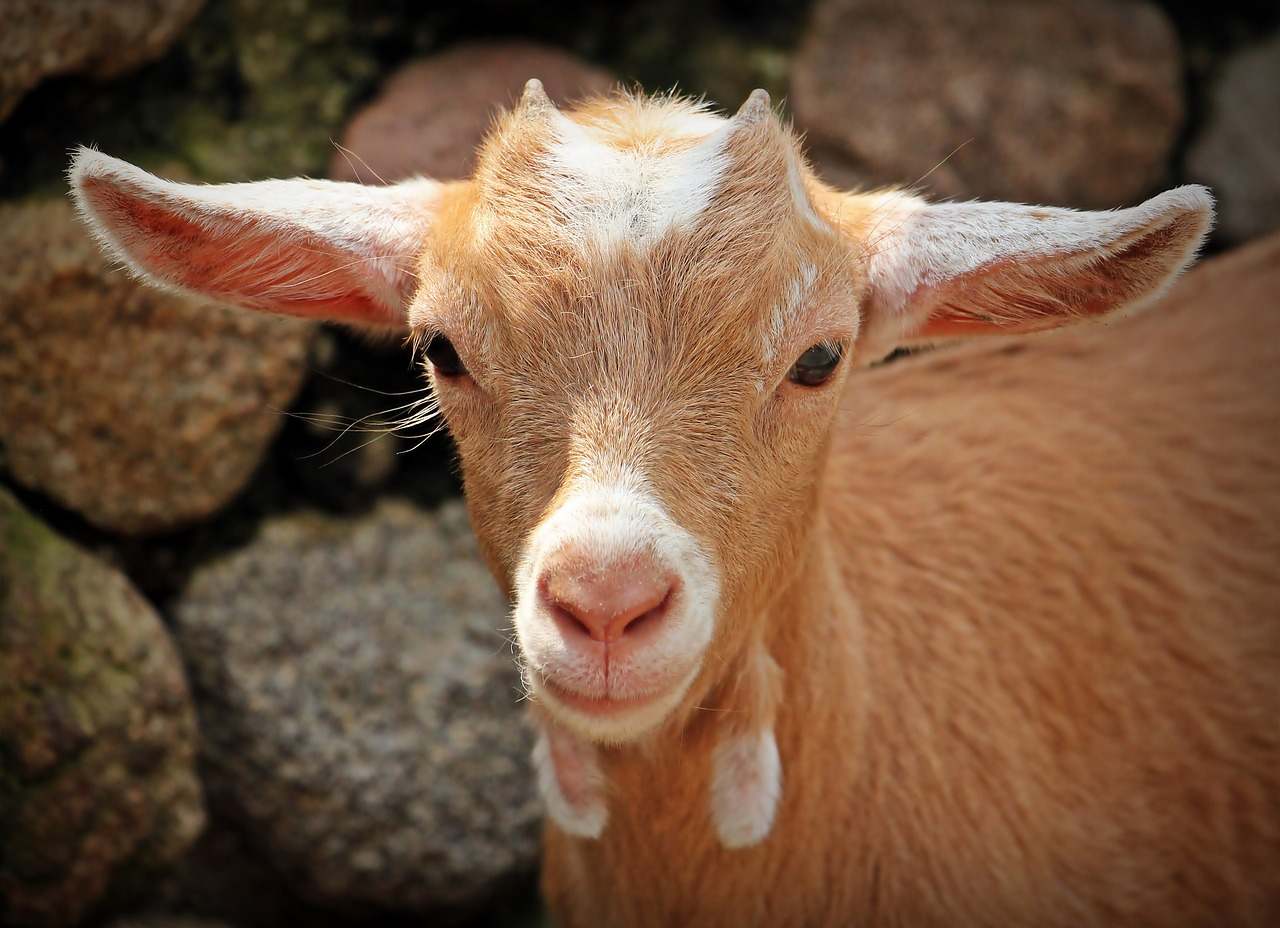 Goat Farming Whatsapp Group Links